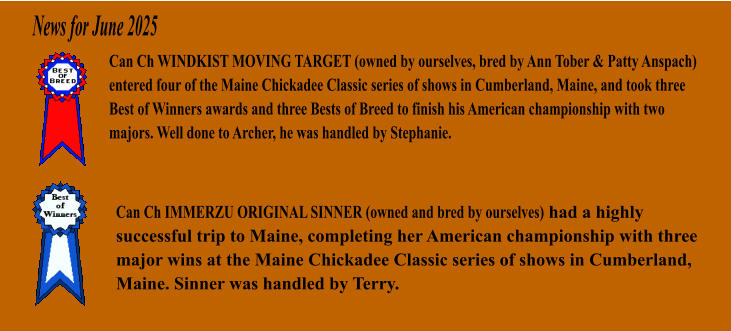 Can Ch WINDKIST MOVING TARGET (owned by ourselves, bred by Ann Tober & Patty Anspach) entered four of the Maine Chickadee Classic series of shows in Cumberland, Maine, and took three Best of Winners awards and three Bests of Breed to finish his American championship with two majors. Well done to Archer, he was handled by Stephanie. News for June 2025 Can Ch IMMERZU ORIGINAL SINNER (owned and bred by ourselves) had a highly successful trip to Maine, completing her American championship with three major wins at the Maine Chickadee Classic series of shows in Cumberland, Maine. Sinner was handled by Terry.