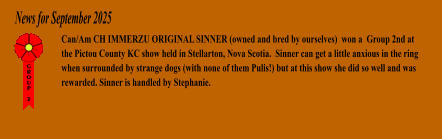 News for September 2025 Can/Am CH IMMERZU ORIGINAL SINNER (owned and bred by ourselves)  won a  Group 2nd at the Pictou County KC show held in Stellarton, Nova Scotia.  Sinner can get a little anxious in the ring when surrounded by strange dogs (with none of them Pulis!) but at this show she did so well and was rewarded. Sinner is handled by Stephanie.