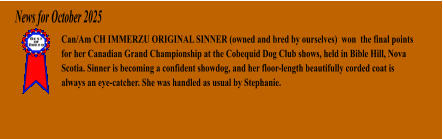 Can/Am CH IMMERZU ORIGINAL SINNER (owned and bred by ourselves)  won  the final points for her Canadian Grand Championship at the Cobequid Dog Club shows, held in Bible Hill, Nova Scotia. Sinner is becoming a confident showdog, and her floor-length beautifully corded coat is always an eye-catcher. She was handled as usual by Stephanie. News for October 2025