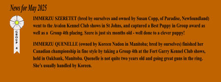 News for May 2025 IMMERZU SZERETET (bred by ourselves and owned by Susan Copp, of Paradise, Newfoundland) went to the Avalon Kennel Club shows in St Johns, and captured a Best Puppy in Group award as well as a  Group 4th placing. Szere is just six months old - well done to a clever puppy! IMMERZU QUENELLE (owned by Koreen Nadon in Manitoba; bred by ourselves) finished her Canadian championship in fine style by taking a Group 4th at the Fort Garry Kennel Club shows, held in Oakbank, Manitoba. Quenelle is not quite two years old and going great guns in the ring. She�s usually handled by Koreen.