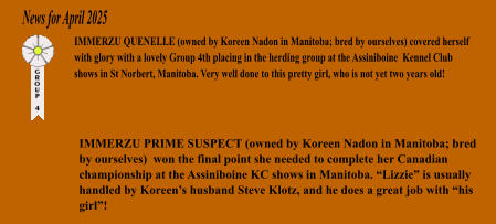 News for April 2025 IMMERZU QUENELLE (owned by Koreen Nadon in Manitoba; bred by ourselves) covered herself with glory with a lovely Group 4th placing in the herding group at the Assiniboine  Kennel Club shows in St Norbert, Manitoba. Very well done to this pretty girl, who is not yet two years old! IMMERZU PRIME SUSPECT (owned by Koreen Nadon in Manitoba; bred by ourselves)  won the final point she needed to complete her Canadian championship at the Assiniboine KC shows in Manitoba. �Lizzie� is usually handled by Koreen�s husband Steve Klotz, and he does a great job with �his girl�!