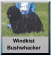 Windkist Bushwhacker