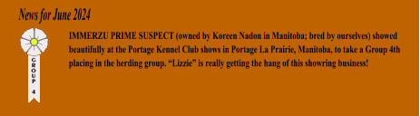 News for June 2024 IMMERZU PRIME SUSPECT (owned by Koreen Nadon in Manitoba; bred by ourselves) showed beautifully at the Portage Kennel Club shows in Portage La Prairie, Manitoba, to take a Group 4th placing in the herding group. Lizzie is really getting the hang of this showring business!