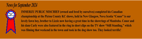 News for September 2024 IMMERZU PUBLIC MISCHIEF (owned and bred by ourselves) completed his Canadian championship at the Pictou County KC shows, held in New Glasgow, Nova Scotia Conor is our lovely fawn boy, brother to Lizzie now having a great time in the showrings of Manitoba. Conor and his dam Carly were also featured in the ring in short clips on the TV show Still Standing, which was filming that weekend in the town and took in the dog show too. They looked terrific!