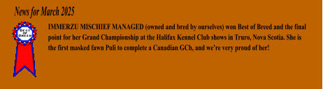 News for March 2025 IMMERZU MISCHIEF MANAGED (owned and bred by ourselves) won Best of Breed and the final point for her Grand Championship at the Halifax Kennel Club shows in Truro, Nova Scotia. She is the first masked fawn Puli to complete a Canadian GCh, and were very proud of her!