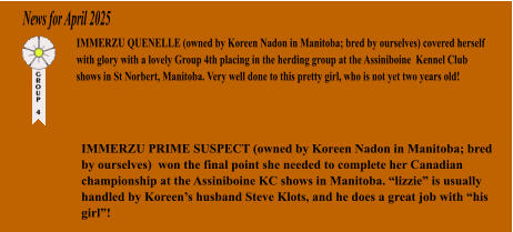 News for April 2025 IMMERZU QUENELLE (owned by Koreen Nadon in Manitoba; bred by ourselves) covered herself with glory with a lovely Group 4th placing in the herding group at the Assiniboine  Kennel Club shows in St Norbert, Manitoba. Very well done to this pretty girl, who is not yet two years old! IMMERZU PRIME SUSPECT (owned by Koreen Nadon in Manitoba; bred by ourselves)  won the final point she needed to complete her Canadian championship at the Assiniboine KC shows in Manitoba. lizzie is usually handled by Koreens husband Steve Klots, and he does a great job with his girl!