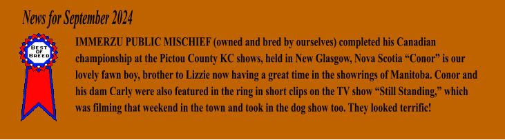 News for September 2024 IMMERZU PUBLIC MISCHIEF (owned and bred by ourselves) completed his Canadian championship at the Pictou County KC shows, held in New Glasgow, Nova Scotia Conor is our lovely fawn boy, brother to Lizzie now having a great time in the showrings of Manitoba. Conor and his dam Carly were also featured in the ring in short clips on the TV show Still Standing, which was filming that weekend in the town and took in the dog show too. They looked terrific!