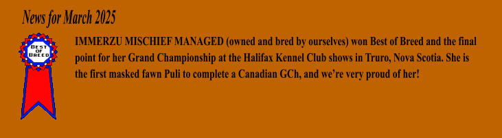 News for March 2025 IMMERZU MISCHIEF MANAGED (owned and bred by ourselves) won Best of Breed and the final point for her Grand Championship at the Halifax Kennel Club shows in Truro, Nova Scotia. She is the first masked fawn Puli to complete a Canadian GCh, and were very proud of her!