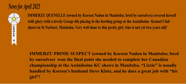 News for April 2025 IMMERZU QUENELLE (owned by Koreen Nadon in Manitoba; bred by ourselves) covered herself with glory with a lovely Group 4th placing in the herding group at the Assiniboine  Kennel Club shows in St Norbert, Manitoba. Very well done to this pretty girl, who is not yet two years old! IMMERZU PRIME SUSPECT (owned by Koreen Nadon in Manitoba; bred by ourselves)  won the final point she needed to complete her Canadian championship at the Assiniboine KC shows in Manitoba. Lizzie is usually handled by Koreens husband Steve Klotz, and he does a great job with his girl!