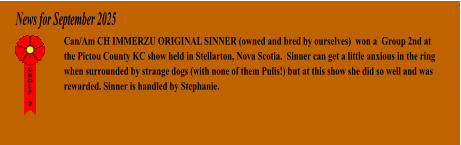 News for September 2025 Can/Am CH IMMERZU ORIGINAL SINNER (owned and bred by ourselves)  won a  Group 2nd at the Pictou County KC show held in Stellarton, Nova Scotia.  Sinner can get a little anxious in the ring when surrounded by strange dogs (with none of them Pulis!) but at this show she did so well and was rewarded. Sinner is handled by Stephanie.